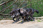 greywolfs