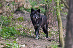 greywolf