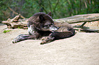 greywolf