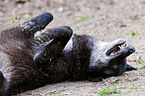 greywolf