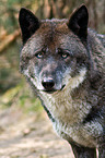 greywolf