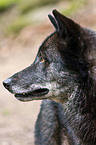 greywolf