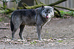 greywolf