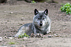 greywolf
