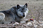 greywolf