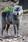 greywolf