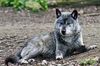 greywolf
