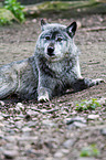 greywolf