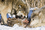Eastern timber wolves
