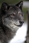Eastern timber wolf