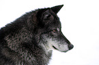Eastern timber wolf