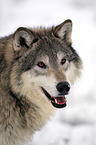 Eastern timber wolf
