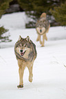 Eastern timber wolves