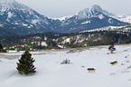 Eastern timber wolves