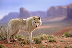 Eastern timber wolf
