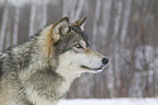 Eastern timber wolf