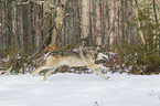 Eastern timber wolf