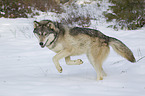 Eastern timber wolf
