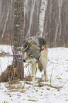 Eastern timber wolf