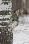 Eastern timber wolf