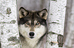 Eastern timber wolf