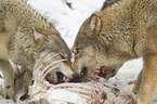 Eastern timber wolves