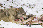 Eastern timber wolf