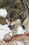 Eastern timber wolf