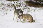 Eastern timber wolves