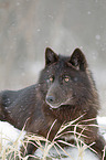 Eastern timber wolf
