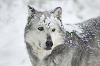 Eastern timber wolf