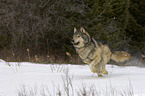 Eastern timber wolf