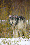 Eastern timber wolf