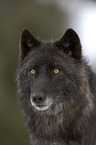 Eastern timber wolf