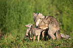 Eastern timber wolves