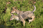 Eastern timber wolves