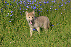Eastern timber wolf