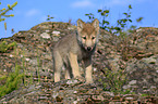 Eastern timber wolf
