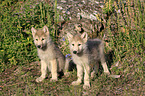 Eastern timber wolves