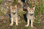 Eastern timber wolves