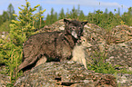 Eastern timber wolves