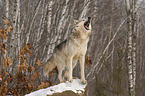 Eastern timber wolf
