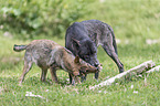 Eastern timber wolves