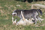 Eastern timber wolves