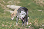 Eastern timber wolves