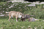 Eastern timber wolves