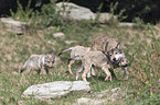 Eastern timber wolves