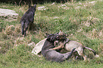 Eastern timber wolves