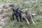 Eastern timber wolves