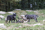 Eastern timber wolves